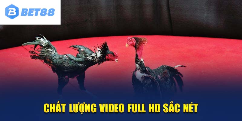 Chất lượng video hàng đầu khi trải nghiệm đá gà BET88